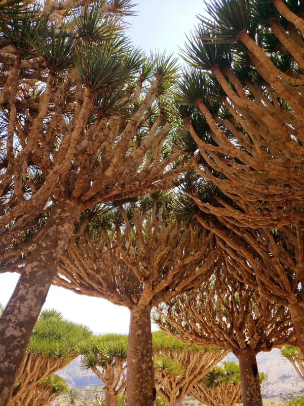 سقطرى: جزيرة العجائب اليمنية